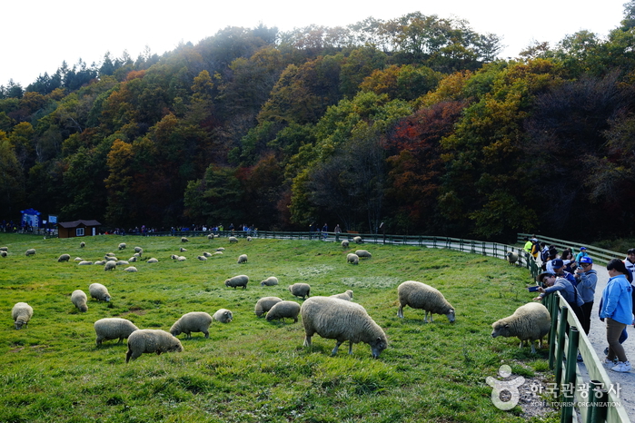 大关岭羊群牧场(대관령 양떼목장) 大关岭羊群牧场(대관령 양떼목장)
