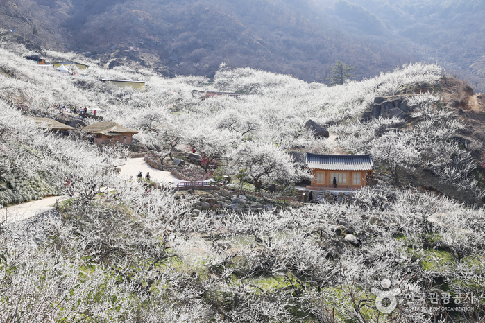 光阳梅花村(광양 매화마을)
