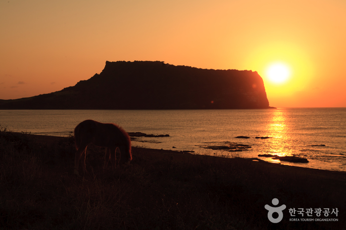城山日出峰[联合国指定世界自然遗产]성산일출봉 [유네스코 세계자연유산]