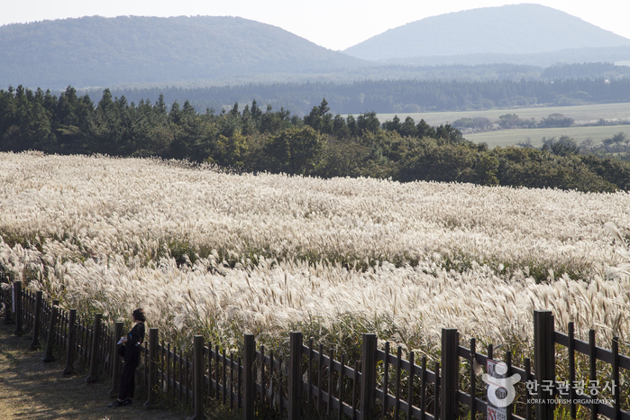 山君不离(산굼부리)