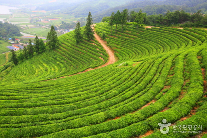 Botjae茶園(봇재다원)