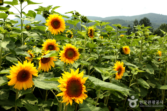Taebaek Sunflower Festival (태백 해바라기축제) Taebaek Sunflower Festival (태백 해바라기축제)