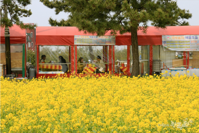 Homigot Octopus Festival (유채꽃과 함께하는 호미곶 돌문어 축제) Homigot Octopus Festival (유채꽃과 함께하는 호미곶 돌문어 축제)