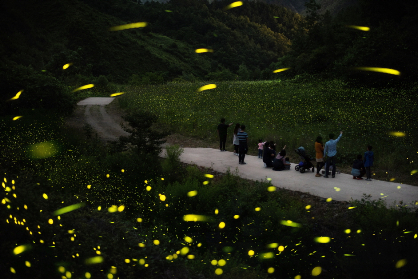 Muju Firefly Festival (무주 반딧불축제)
