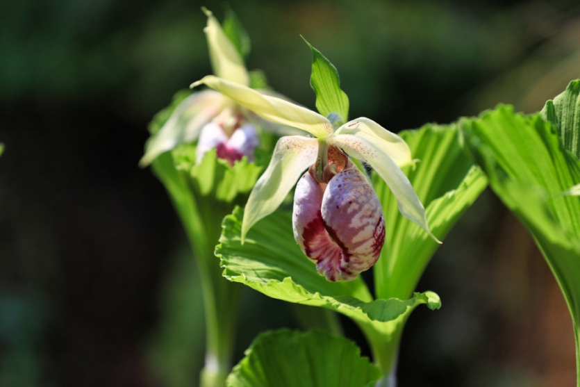 Wild Flower Exhibition of The Garden of Morning Calm (아침고요 야생화전시회)