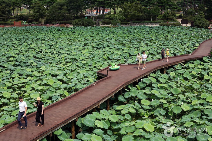 Habitat de lotus blancs Hoesan de Muan (무안회산백련지) Habitat de lotus blancs Hoesan de Muan (무안회산백련지)
