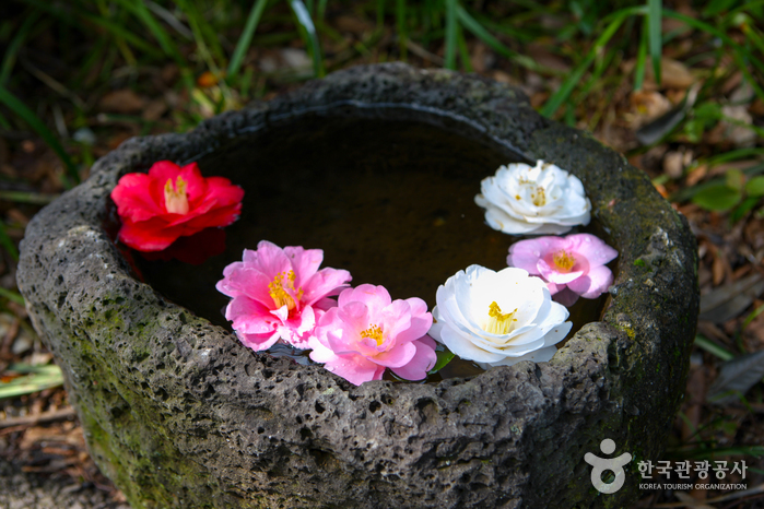 Camellia Hill (카멜리아힐) Camellia Hill (카멜리아힐)