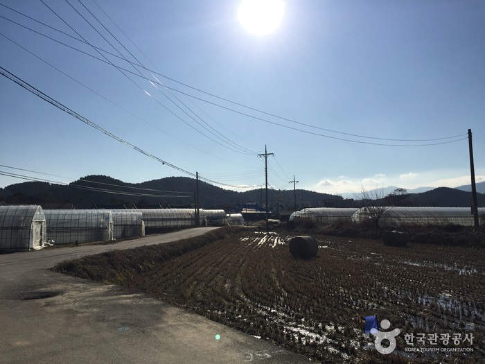 속초 하도문쌈채 마을