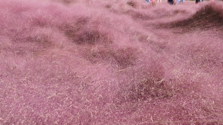 경주핑크뮬리(경주핑크뮬리군락지)