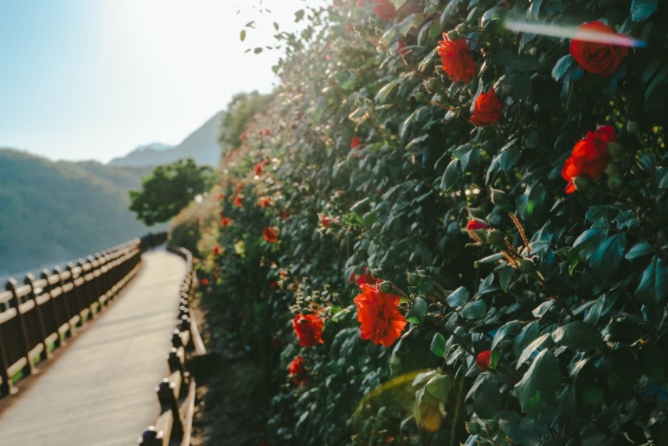 소금정공원 장미터널