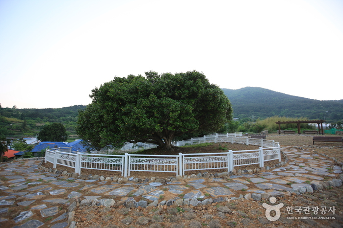 거제 외간리 동백나무