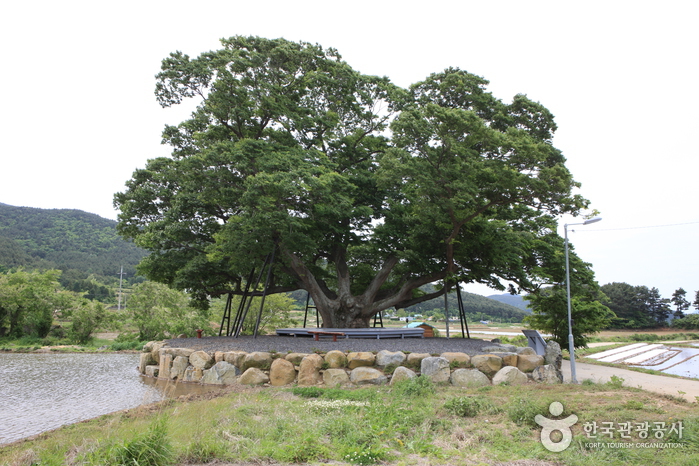 거제 명진리 느티나무