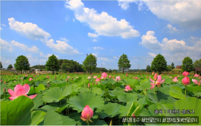 성호호수연꽃단지