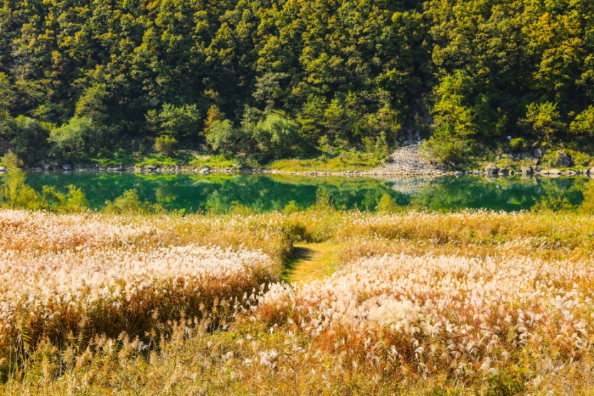 고운골남한강갈대숲
