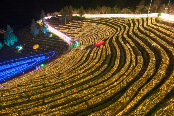 2014 보성차밭빛축제