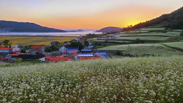 메밀꽃 마을의 아침 풍경