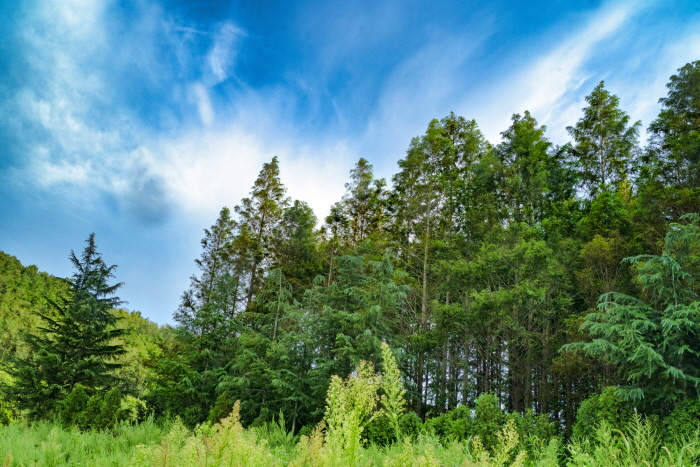 Аллея метасеквой Польённи (벌영리 메타세콰이어길)